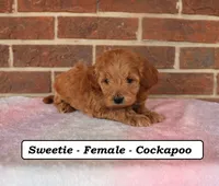 Sweetie, a female Cockapoo for sale in Clarkrange, TN – Photo 4 of 8