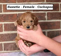 Sweetie, a female Cockapoo for sale in Clarkrange, TN – Photo 2 of 8
