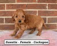 Sweetie, a female Cockapoo for sale in Clarkrange, TN – Photo 3 of 8