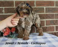 Jewel, a female Cockapoo for sale in Clarkrange, TN – 3 of 6