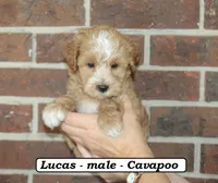 Lucas, a male Cavapoo for sale in Clarkrange, TN – 4 of 10