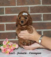Lori, a female Cavapoo for sale in Clarkrange, TN – 2 of 6