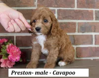 Preston, a male Cavapoo for sale in Clarkrange, TN – 1 of 6