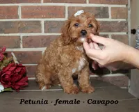 Petunia, a female Cavapoo for sale in Clarkrange, TN – 5 of 7
