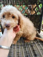 Mickey, a male Cavapoo for sale in Clarkrange, TN – 8 of 8