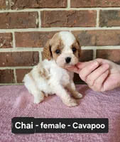 Chai, a female Cavapoo for sale in Clarkrange, TN – 3 of 6