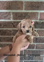 Diamond, a female Cocker Spaniel and Poodle - Miniature  for sale in Clarkrange, TN – 3 of 6
