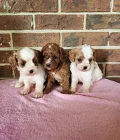 Chai, a female Cavapoo for sale in Clarkrange, TN – 4 of 6