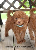 Sparky , a male Cockapoo for sale in Clarkrange, TN – 4 of 6
