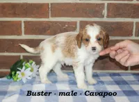 Buster, a male Cavalier King Charles Spaniel and Poodle - Toy  for sale in Clarkrange, TN – 4 of 6