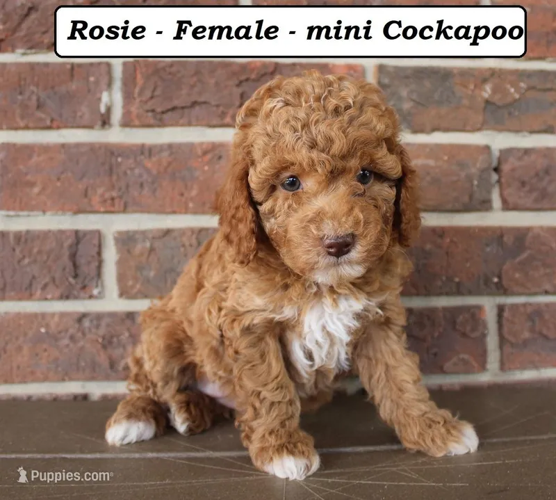 Roxie – Cockapoo puppy for sale in Clarkrange, TN