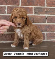 Roxie, a female Cockapoo for sale in Clarkrange, TN – Photo 2 of 5