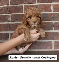 Roxie, a female Cockapoo for sale in Clarkrange, TN – Photo 4 of 5