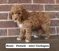 Roxie, a female Cockapoo for sale in Clarkrange, TN – Photo 3 of 5
