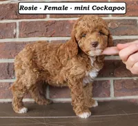 Roxie, a female Cockapoo for sale in Clarkrange, TN – Photo 5 of 5