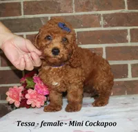 Tessa, a female Cockapoo for sale in Clarkrange, TN – 3 of 6