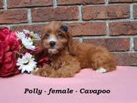 Polly, a female Cavapoo for sale in Clarkrange, TN – 4 of 6