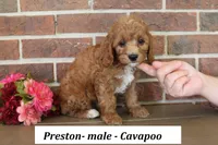 Preston, a male Cavapoo for sale in Clarkrange, TN – 3 of 6