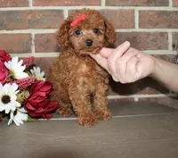 Roxie, a female Cavapoo for sale in Clarkrange, TN – 4 of 8