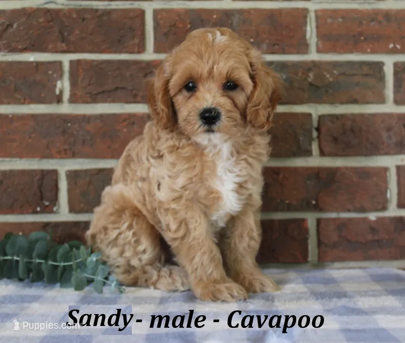 Sandy – Cavapoo puppy for sale in Clarkrange, TN