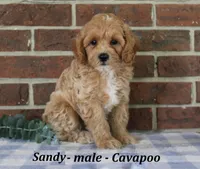 Sandy, a male Cavapoo for sale in Clarkrange, TN – 1 of 6