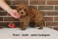 Trace, a male Cockapoo for sale in Clarkrange, TN – 1 of 6