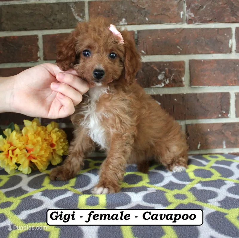 Gigi – Cavapoo puppy for sale in Clarkrange, TN