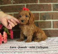 Lora, a female Cockapoo for sale in Clarkrange, TN – 3 of 6