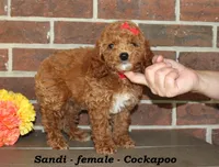 Sandi, a female Cockapoo for sale in Clarkrange, TN – 4 of 6