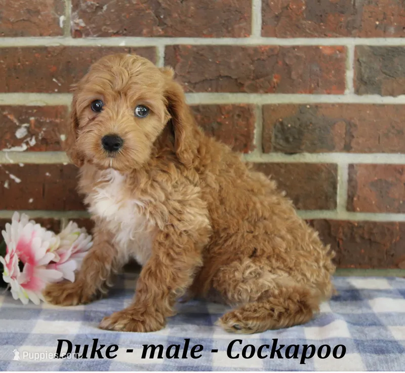 Duke – Cocker Spaniel, Poodle - Miniature  puppy for sale in Clarkrange, TN
