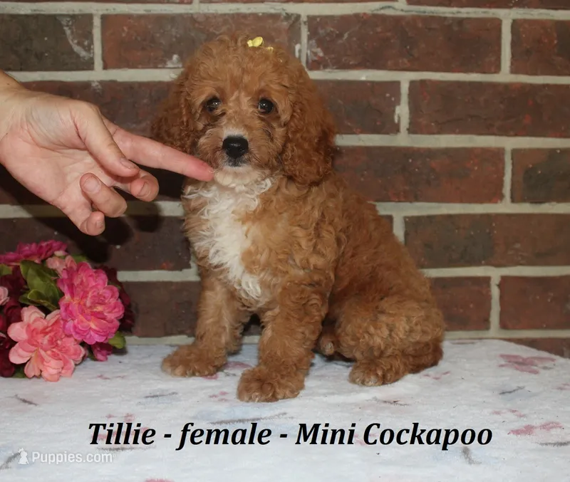 Tillie – Cockapoo puppy for sale in Clarkrange, TN