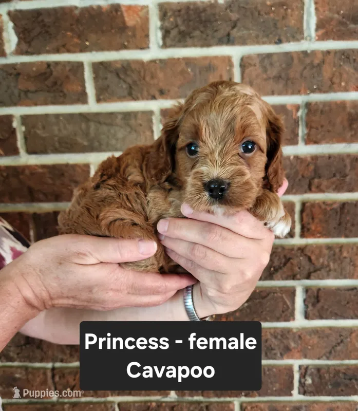 Princess – Cavapoo puppy for sale in Clarkrange, TN
