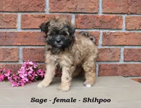 Sage, a female Shihpoo for sale in Clarkrange, TN – Photo 5 of 7