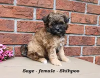 Sage, a female Shihpoo for sale in Clarkrange, TN – Photo 2 of 7