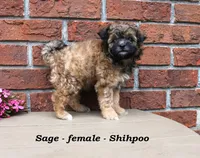 Sage, a female Shihpoo for sale in Clarkrange, TN – Photo 3 of 7