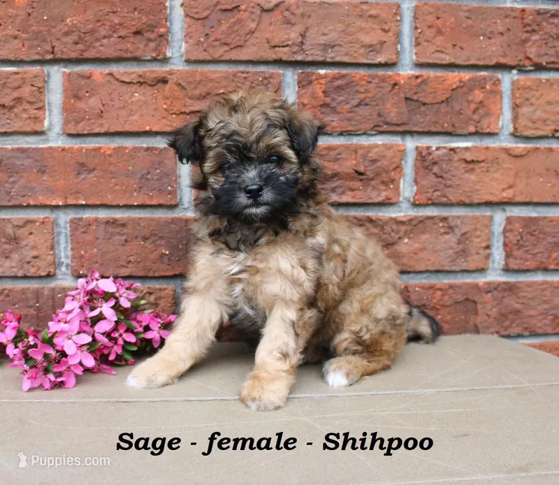 Sage – Shihpoo puppy for sale in Clarkrange, TN