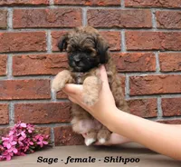 Sage, a female Shihpoo for sale in Clarkrange, TN – Photo 4 of 7