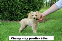 Sage, a female Shihpoo for sale in Clarkrange, TN – Photo 7 of 7