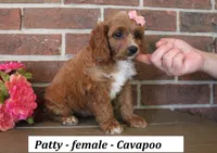 Patty, a female Cavapoo for sale in Clarkrange, TN – 3 of 6