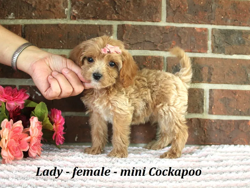 Lady – Cockapoo puppy for sale in Clarkrange, TN