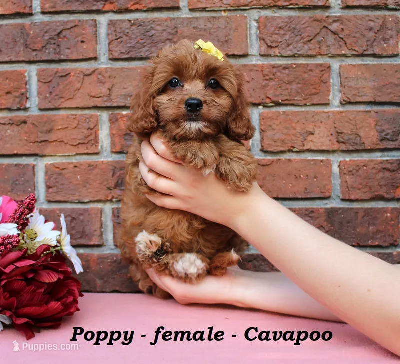 Poppy – Cavapoo puppy for sale in Clarkrange, TN