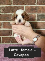 Latte, a female Cavapoo for sale in Clarkrange, TN – 2 of 6
