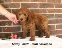 Teddy, a male Cockapoo for sale in Clarkrange, TN – 3 of 6