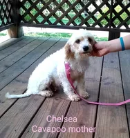 Konner, a male Cavapoo for sale in Clarkrange, TN – 5 of 6