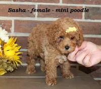 Sasha, a male Poodle - Toy  for sale in Clarkrange, TN – 4 of 6
