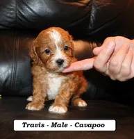 Travis, a male Cavapoo for sale in Clarkrange, TN – 2 of 3