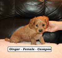 Ginger, a female Cavapoo for sale in Clarkrange, TN – Photo 2 of 5