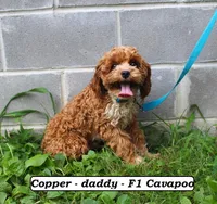 Ginger, a female Cavapoo for sale in Clarkrange, TN – Photo 5 of 5