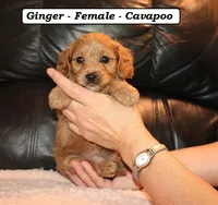 Ginger, a female Cavapoo for sale in Clarkrange, TN – Photo 3 of 5