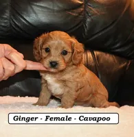 Ginger, a female Cavapoo for sale in Clarkrange, TN – Photo 1 of 5